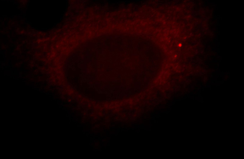 Immunofluorescent analysis of Hela cells, using RNF133 antibody Catalog No:114739 at 1:25 dilution and Rhodamine-labeled goat anti-rabbit IgG (red).