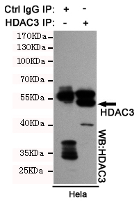 Immunoprecipitation analysis of Hela cell lysates using HDAC3 mouse mAb.
