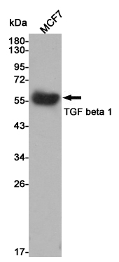 Western blot detection of TGF beta 1 in MCF7 cell lysates using TGF beta 1 mouse mAb (1:1000 diluted).Predicted band size:45KDa.Observed band size:52KDa.