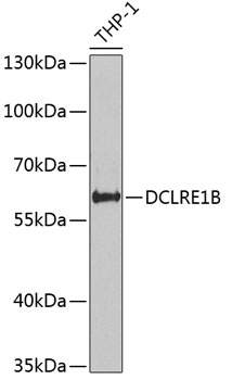 Western blot - DCLRE1B Polyclonal Antibody 