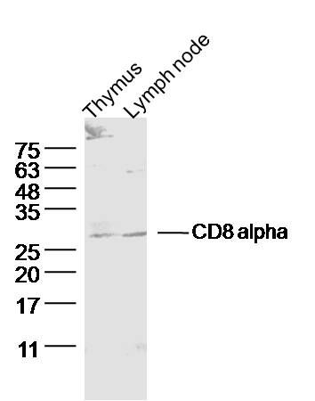 Fig1: Sample:; Thymus (Rat) Lysate at 40 ug; Lymph node (Rat) Lysate at 40 ug; Primary: Anti-CD8 alpha at 1/300 dilution; Secondary: IRDye800CW Goat Anti-Rabbit IgG at 1/20000 dilution; Predicted band size: 27 kD; Observed band size: 27 kD