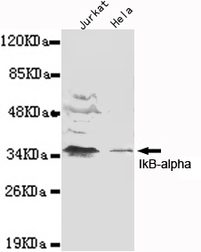 Western blot detection of IkB-alpha(N-terminus) in Jurkat and Hela cell lysates using IkB-alpha(N-terminus) mouse mAb (1:1000 diluted).Predicted band size: 36KDa.Observed band size: 36KDa.
