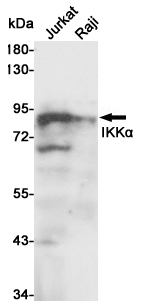 Western blot analysis of extracts from Jurkat and Raji cell lysates using IKKα mouse mAb (1:500 diluted). Predicted band size:85KDa. Observed band size:85KDa.