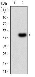 Fig2: Western blot analysis of IL1RAPL1 on HEK293 (1) and IL1RAPL1-hIgGFc transfected HEK293 (2) cell lysate using anti-IL1RAPL1 antibody at 1/1,000 dilution.