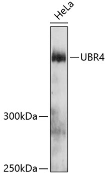 Western blot - UBR4 Polyclonal Antibody 