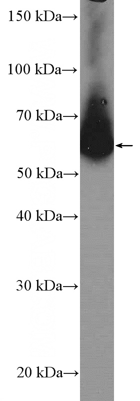 HeLa cells were subjected to SDS PAGE followed by western blot with Catalog No:108251(ARFGAP2 Antibody) at dilution of 1:300