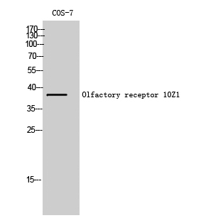 Fig1:; Western Blot analysis of COS-7 cells using Olfactory receptor 10Z1 Polyclonal Antibody