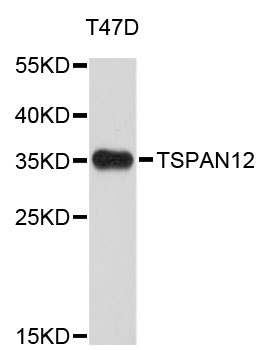 Western blot - TSPAN12 Polyclonal Antibody 