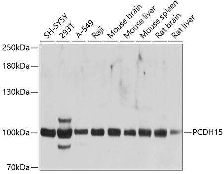 Western blot - PCDH15 Polyclonal Antibody 