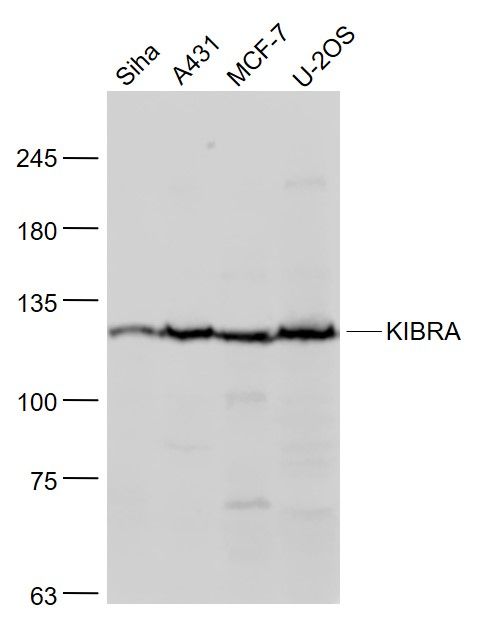 Fig1: Sample:; Siha(Human) Cell Lysate at 30 ug; A431(Human) Cell Lysate at 30 ug; MCF-7(Human) Cell Lysate at 30 ug; U-2OS(Human) Cell Lysate at 30 ug; Primary: Anti- KIBRA at 1/1000 dilution; Secondary: IRDye800CW Goat Anti-Rabbit IgG at 1/20000 dilution; Predicted band size: 125 kD; Observed band size:125 kD