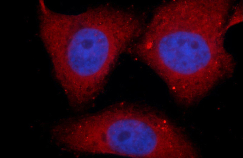 Immunofluorescent analysis of HepG2 cells, using SNX17 antibody Catalog No:115472 at 1:50 dilution and Rhodamine-labeled goat anti-rabbit IgG (red). Blue pseudocolor = DAPI (fluorescent DNA dye).