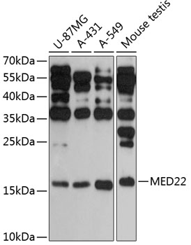 Western blot - MED22 Polyclonal Antibody 