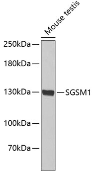 Western blot - SGSM1 Polyclonal Antibody 