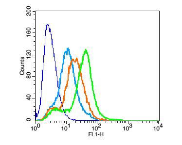 Fig2: Positive control: RSC96; Isotype Control Antibody: Rabbit IgG ; Secondary Antibody: Goat anti-rabbit IgG-FITC, Dilution: 1:100 in 1 X PBS containing 0.5% BSA ; Primary Antibody Dilution: 1μg in 100 μL1X PBS containing 0.5% BSA.