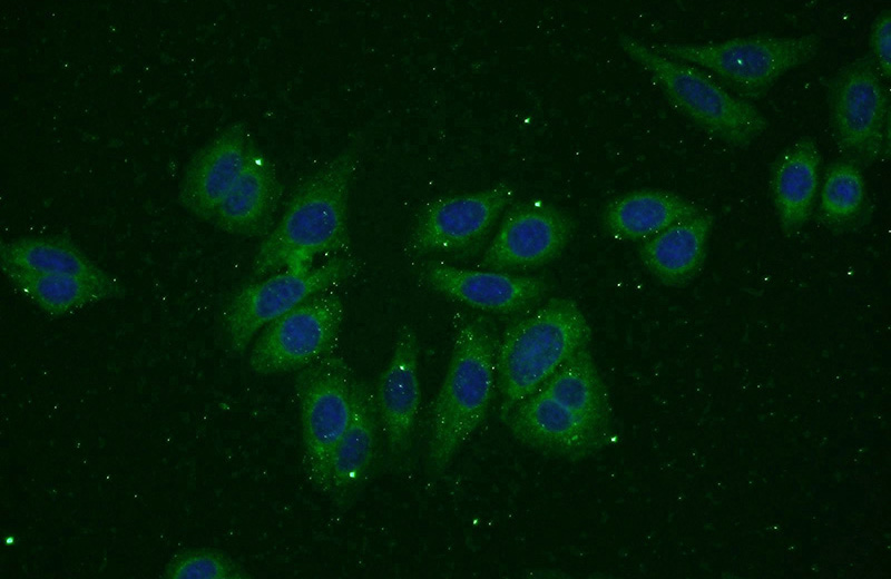 Immunofluorescent analysis of HepG2 cells using Catalog No:107799(ADPGK Antibody) at dilution of 1:50 and Alexa Fluor 488-congugated AffiniPure Goat Anti-Rabbit IgG(H+L)