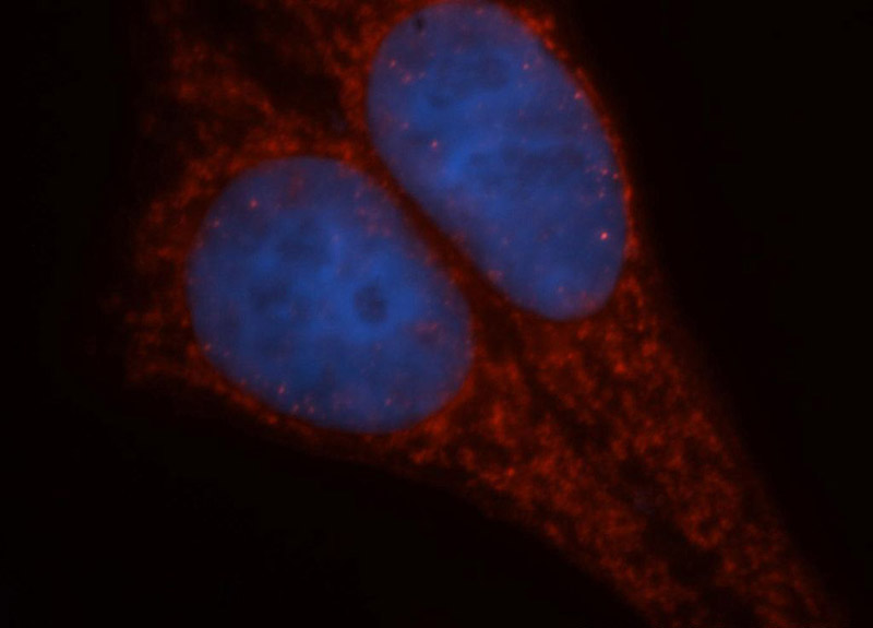 Immunofluorescent analysis of HepG2 cells, using GLUD2 antibody Catalog No:111075 at 1:50 dilution and Rhodamine-labeled goat anti-rabbit IgG (red). Blue pseudocolor = DAPI (fluorescent DNA dye).