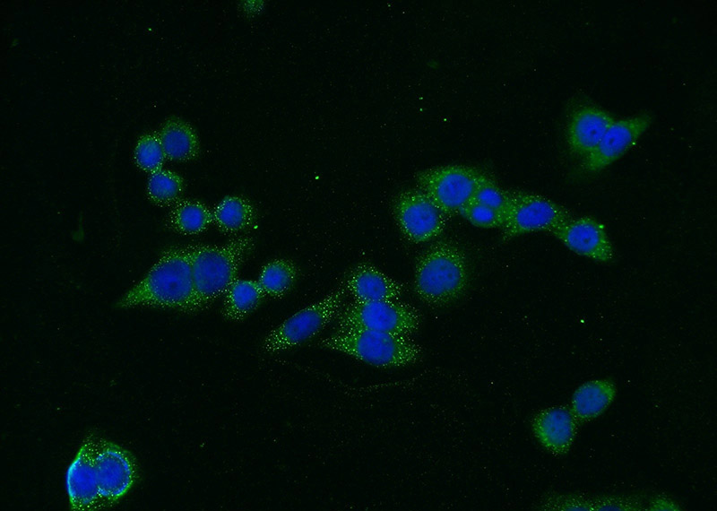 Immunofluorescent analysis of (-20°C Ethanol) fixed HeLa cells using Catalog No:110308(EEA1 Antibody) at dilution of 1:50 and Alexa Fluor 488-congugated AffiniPure Goat Anti-Rabbit IgG(H+L)