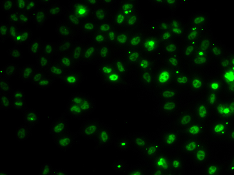 Immunofluorescence - RSRC1 Polyclonal Antibody 