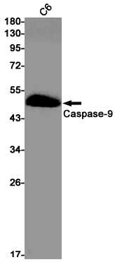Western blot detection of Caspase-9 in C6 cell lysates using Caspase-9 Rabbit pAb(1:1000 diluted).Predicted band size:50kDa.Observed band size:50kDa.