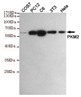 Western blot detection of PKM2 in COS7,PC12,C6,3T3 and Hela cell lysates using PKM2 mouse mAb (1:1000 diluted).Predicted band size:60KDa.Observed band size:60KDa.