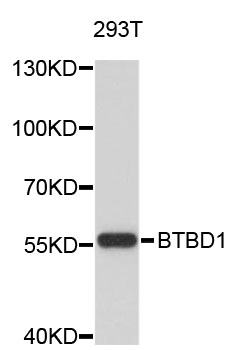 Western blot - BTBD1 Polyclonal Antibody 