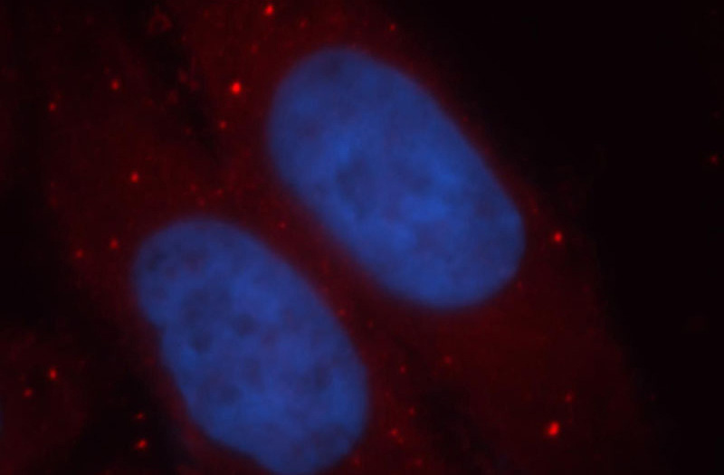 Immunofluorescent analysis of HepG2 cells, using ADH1C antibody Catalog No:107787 at 1:25 dilution and Rhodamine-labeled goat anti-rabbit IgG (red). Blue pseudocolor = DAPI (fluorescent DNA dye).