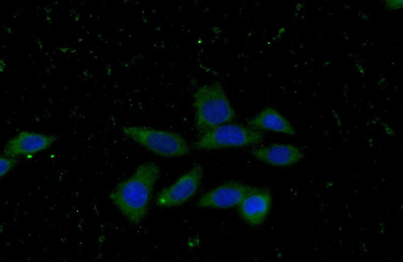 Immunofluorescent analysis of (-20oc Ethanol) fixed HeLa cells using Catalog No:107163(CLTB Antibody) at dilution of 1:100 and Alexa Fluor 488-congugated AffiniPure Goat Anti-Mouse IgG(H+L)