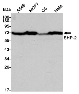 Western blot detection of SHP-2 in A549,MCF7,C6 and Hela cell lysates using SHP-2 mouse mAb (1:3000 diluted).Predicted band size:68KDa.Observed band size:72KDa.