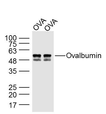 Fig1: Sample:; Ovalbumin protein at 5 ng; Ovalbumin protein at 5 ng; Primary: Anti- Ovalbumin at 1/500 dilution; Secondary: IRDye800CW Goat Anti-Rabbit IgG at 1/20000 dilution; Predicted band size: 43 kD; Observed band size: 50 kD