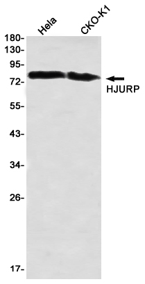 Western blot detection of HJURP in Hela,CHO-K1, using HJURP Rabbit mAb(1:1000 diluted)