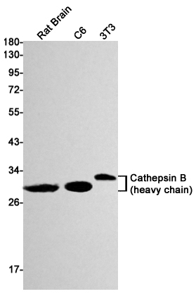 Western blot detection of Cathepsin B in Rat Brain,C6,3T3 cell lysates using Cathepsin B Rabbit mAb(1:1000 diluted).Predicted band size:37kDa.Observed band size: 44,27,24kDa.
