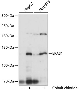 Western blot - HIF2a Polyclonal Antibody 