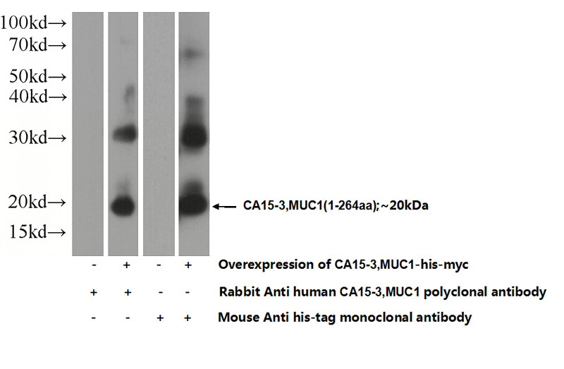 Transfected HEK-293 cells were subjected to SDS PAGE followed by western blot with Catalog No:112887(CA15-3,MUC1 Antibody) at dilution of 1:1000