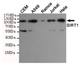 Western blot detection of SIRT1 in Hela,Jurkat,Ramos,A549 and CEM cell lysates using SIRT1 mouse mAb (1:1000 diluted).Predicted band size:120KDa.Observed band size:120KDa.