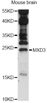 Western blot - MXD3 Polyclonal Antibody 