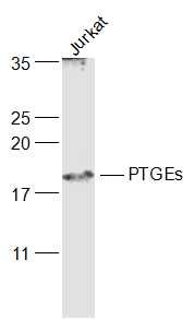 Fig1: Sample:; Jurkat(Human) Cell Lysate at 30 ug; Primary: Anti-PTGEs at 1/1000 dilution; Secondary: IRDye800CW Goat Anti-Rabbit IgG at 1/20000 dilution; Predicted band size: 17 kD; Observed band size: 18 kD