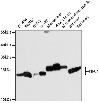 Western blot - NFU1 Polyclonal Antibody 
