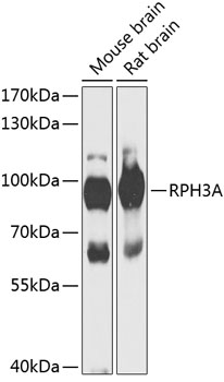 Western blot - RPH3A Polyclonal Antibody 