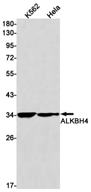 Western blot detection of ALKBH4 in K562,Hela cell lysates using ALKBH4 Rabbit mAb(1:1000 diluted).Predicted band size:34kDa.Observed band size:34kDa.