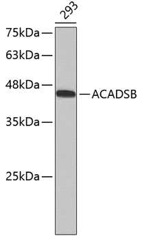 Western blot - ACADSB Polyclonal Antibody 