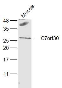 Fig1: Sample:; Muscle (Mouse) Lysate at 40 ug; Primary: Anti-C7orf30 at 1/1000 dilution; Secondary: IRDye800CW Goat Anti-Rabbit IgG at 1/20000 dilution; Predicted band size: 26 kD; Observed band size: 26 kD