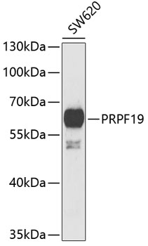 Western blot - PRPF19 Polyclonal Antibody 