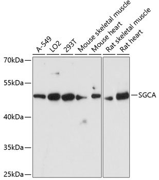 Western blot - SGCA Polyclonal Antibody 