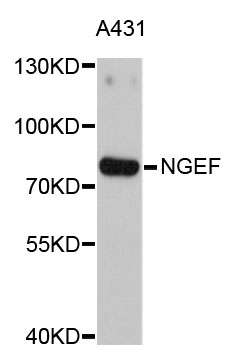 Western blot - NGEF Polyclonal Antibody 