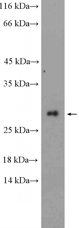 Jurkat cells were subjected to SDS PAGE followed by western blot with Catalog No:112737(MOSPD3 Antibody) at dilution of 1:600