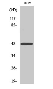 Fig1:; Western Blot analysis of various cells using ABHD2 Polyclonal Antibody