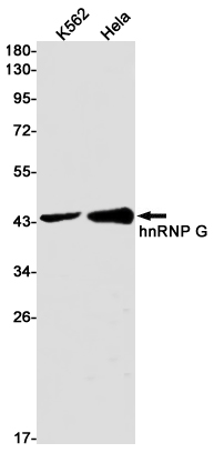 Western blot detection of hnRNP G in K562,Hela cell lysates using hnRNP G Rabbit pAb(1:1000 diluted).Predicted band size:42kDa.Observed band size:42kDa.