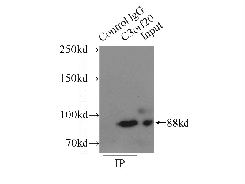 IP Result of anti-C3orf20 (IP:Catalog No:108720, 3ug; Detection:Catalog No:108720 1:500) with mouse brain tissue lysate 10000ug.