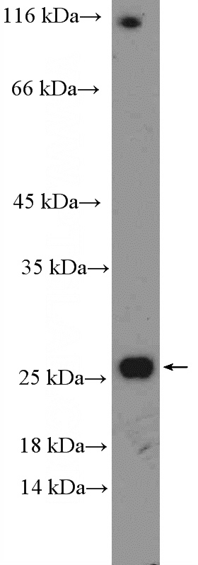 MCF-7 cells were subjected to SDS PAGE followed by western blot with Catalog No:116019(TGFB1 Antibody) at dilution of 1:600