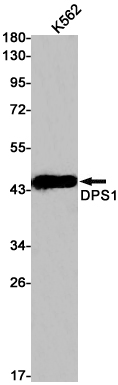 Western blot detection of DPS1 in K562 cell lysates using DPS1 Rabbit pAb(1:1000 diluted).Predicted band size:46kDa.Observed band size:46kDa.